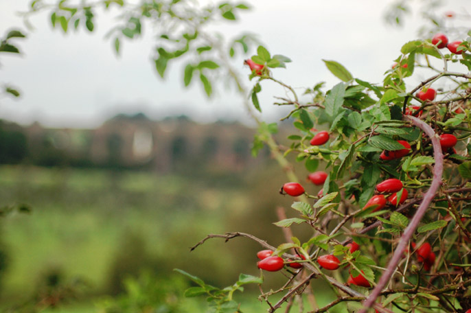 rosehips_001